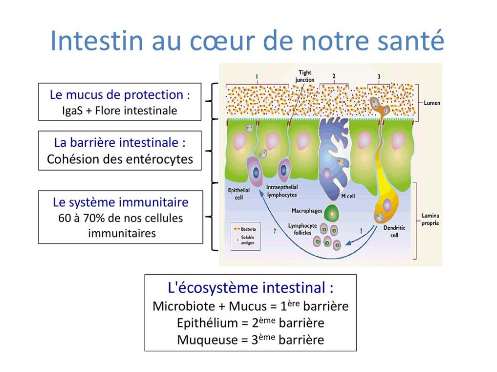 Schéma de l'intestin